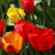 Pixelated image of colorful flower-like shapes on a dark green background with visible pixelation and no text.