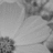 Black-and-white floral pattern with four visible flower heads, each having rounded petals and textured centers.