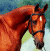 A pixelated horse head on the left and green text 'Original Icons .com' on a dark green background to the right, displayed as two side-by-side frames in a contact sheet.