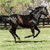 Animated sequence of a horse and rider jumping obstacles in various outdoor settings with green grass and trees.