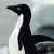 A pixelated penguin with black and white plumage stands against a gray, cloudy background; text overlays change across frames.