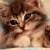A pixelated cat with brown and black stripes appears on a light blue background, accompanied by pink text reading "I'm so cuter than U...".