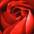 Six distinct display a red rose, blue text on yellow, blue 'IS' on purple, blue 'AWESOME!!!' on green, horses in a landscape, and a gray