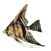 Six identical fish with striped patterns swim left to right against a solid light gray background.