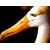 A pixelated image of a bird's head with orange beak and white face against black background, next to green text reading 'Original Icons .com' on dark green backdrop.