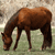 Brown horse with dark mane and tail grazing on green grass against light background.