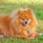 A pixelated dog with light brown fur lies on green grass, holding a red ball in its mouth while facing forward.