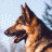 A German Shepherd dog head in profile with tongue out, surrounded by six animated color-swapped versions of a swirling heart design and text elements.