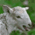 A four- shows a white sheep in various poses on green grass, with the top-left displaying the sheep's head in profile and the bottom-right showing the sheep running