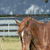 Brown horse in mid-stride on grassy field with white fence and blue sky background, overlaid with red square containing 'Magic' text.