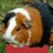 Pixelated close-up of a brown and white dog with closed eyes, positioned against a green background with red text below.