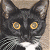 Four distinct cat images arranged in a , each with unique fur patterns and expressions