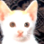 A 2x2 contact sheet of a pixelated white cat with orange ears and brown eyes, alongside a blue background with "CoolBuddy.com" text in yellow block letters.