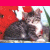 Four kitten images arranged in a with blue and pink borders; text reads "I love Kittens" on the bottom right