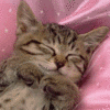 Static image of a sleeping tabby kitten with closed eyes resting on pink fabric background.