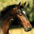 A pixelated close-up of a horse's head with brown and black coloring, set against a blurred greenish-yellow background.