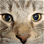 A pixelated close-up of a cat's face with light brown fur and dark eyes, next to green text on a solid background.