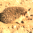 Pixelated image of a hedgehog on sandy ground with text reading "Hedgehogs are DA BOMBI" and "Made At Avatar Magic .com"