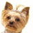 Pixelated dog face with light brown fur and upright ears, set against white background; pink text reads 'want' and 'pabuog!' on black field.