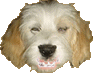 Two side-by-side dog head images with light brown and white fur, black nose, pink mouth area showing teeth in one frame.