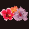 Three stylized flowers with layered petals in pink, orange, and lavender hues against a solid black background.