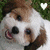 A dog's face with a white and brown coat, mouth open showing tongue, eyes looking forward, background green grass.