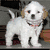 A static image of a white dog with light brown ears, a small black nose, and dark eyes standing on a dark surface with a blurred background.