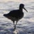 A black bird with a long thin beak stands in shallow water, its body angled left against a blurred background of light blue and white tones.