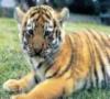 Static image of a tiger lying on grass with blurred background, rendered in low-resolution pixel art style.