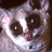 Pixelated image of a small animal with large eyes and a pink nose, next to yellow text on a black background.
