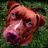 Pixelated dog head on grass with red text 'Awww!' and 'sooo cute!' on blue and gray backgrounds.