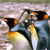 Animals icons for AIM, MSN, MySpace and Yahoo