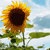 Pixelated sunflower with yellow petals and dark brown center against light blue sky with white clouds.