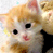 Animated contact sheet showing two frames of a kitten icon with visible text on the right side against a blue background.
