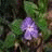 Pixelated static image of a purple flower with white center against green foliage background.