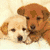 Four distinct dog images arranged in a : two puppies on light background, multiple golden retrievers on blue, and one wearing red bow tie