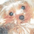 A small dog with light brown and white fur, dark eyes, and a black nose appears in four identical frames showing no visible motion.