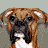 Six pixelated views of a brown and white boxer dog's face arranged in two , showing varying expressions from neutral to smiling against gray backgrounds