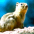 Animated contact sheet showing a squirrel-like animal on a branch with