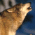 A pixelated wolf head in profile, mouth open as if howling, against a blue and gray background with green text reading 'Original Icons .com' on the right.