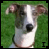 A greyhound dog with white and brown fur, black nose, and collar appears in a of six showing slight variations in expression and text overlays