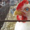 A close-up of a chicken's head with red comb and wattle, yellow beak, and blue eye with black pupil, behind a horizontal bar.