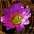 A pixelated flower with purple and pink petals and a yellow-green center against a brown and black background.