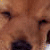 A pixelated close-up of a dog's face with the text "CuTiE" overlaid in stylized white letters on the right side.