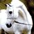 Animated contact sheet of a white horse in three distinct poses across sampled frames, displayed on a gray background with visible pixelation and dithering effects.