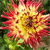 A pixelated flower with red and yellow petals radiating from a brown center, set against a green background.