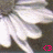 A pixelated image of a white, fluffy, winged creature with a rounded body and a small tail, viewed from below against a dark background.