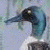 Animated duck head with blue and white plumage against light background, green text 'OriginalIcons.com' on dark green