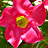 A 48x48 pixel buddy icon featuring a pink flower with yellow center on left and repeating gray chain links on black background on right, displayed as two sampled frames in a contact sheet layout.