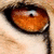 A close-up of a cat's eyes with orange-brown irises and black pupils, showing subtle animation changes in the eye reflections.
